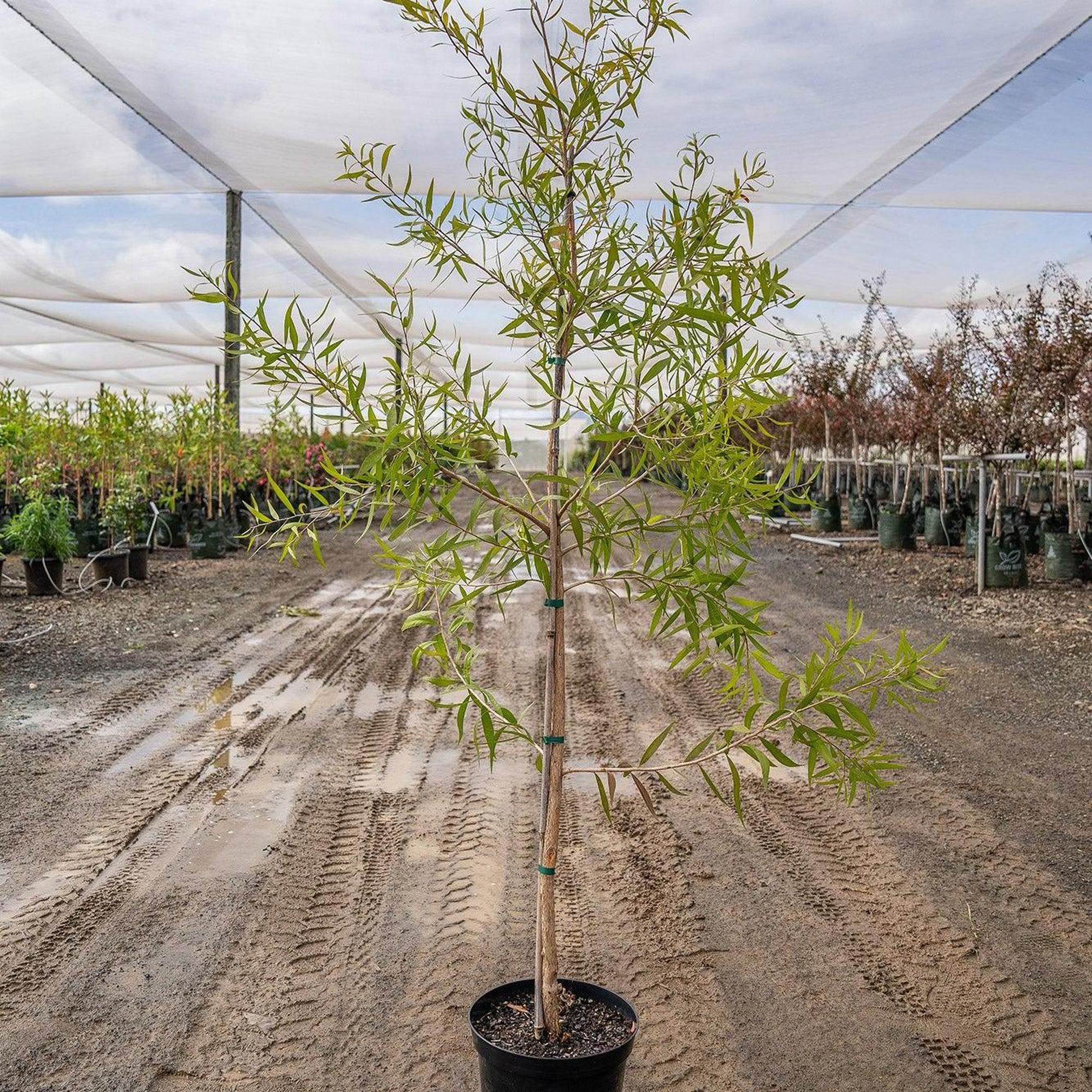 White Bottlebrush - Callistemon salignus - Image 2