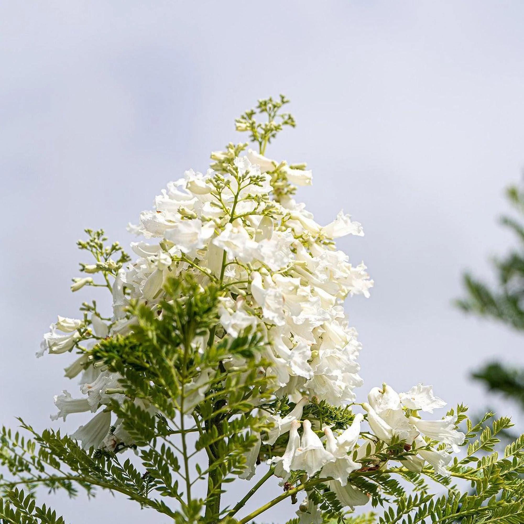 White Jacaranda Tree - Jacaranda mimosifolia 'Alba' - Image 2