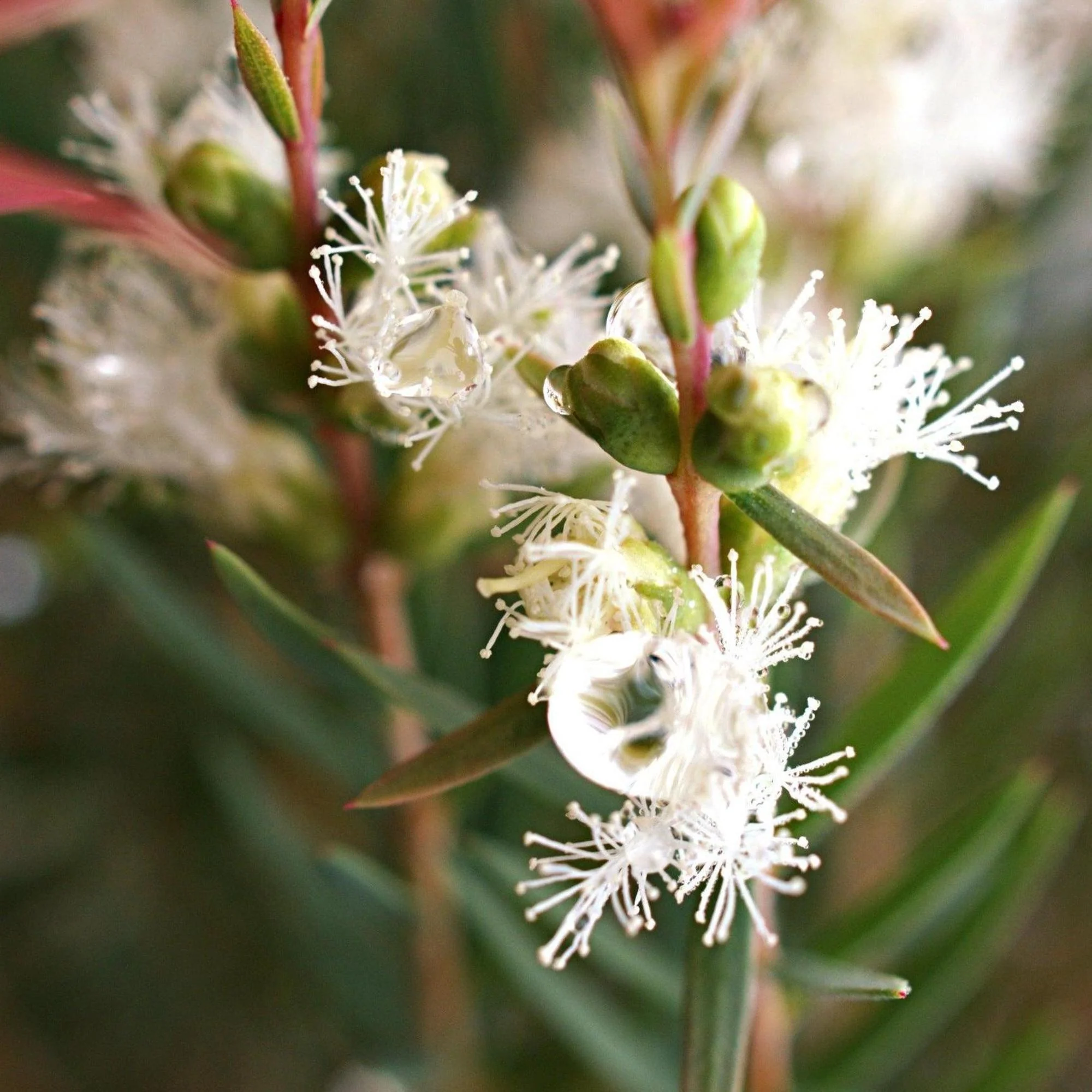 White Lace Melaleuca - Melaleuca thymifolia 'White Lace'
