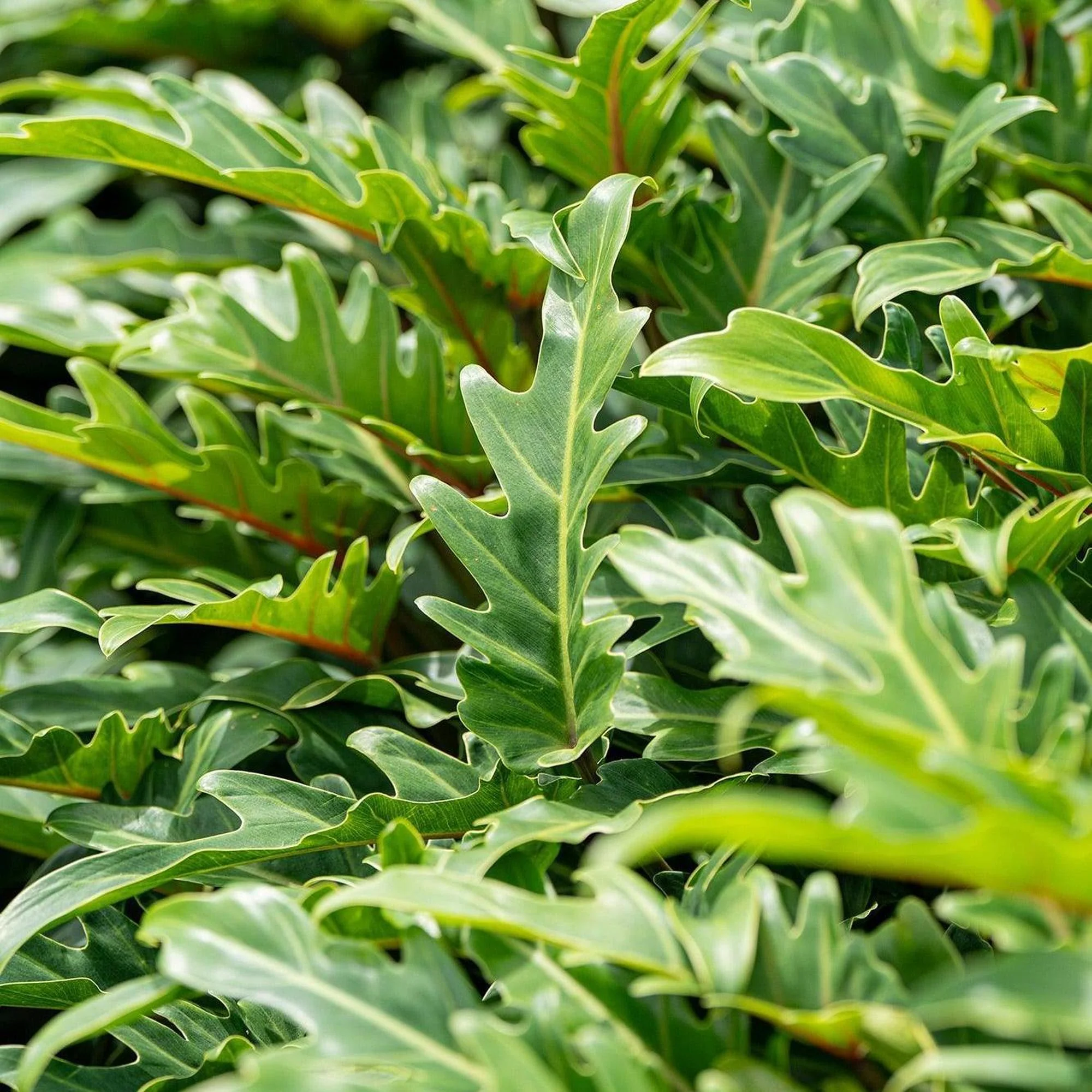 Xanadu Philodendron - Philodendron xanadu - Image 3