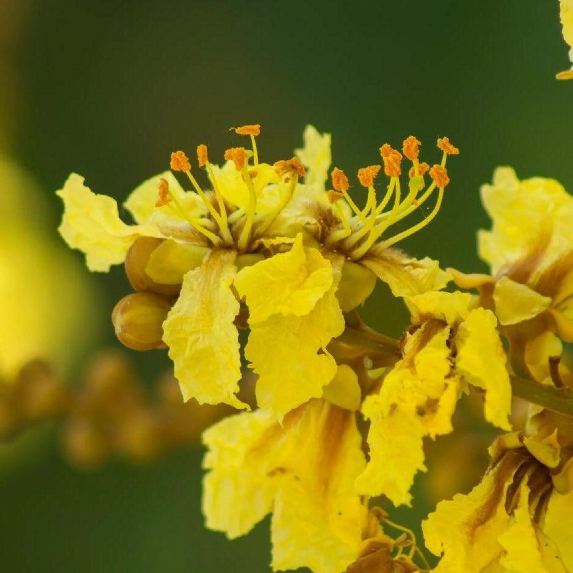 Yellow Poinciana - Peltophorum pterocarpum - Image 3