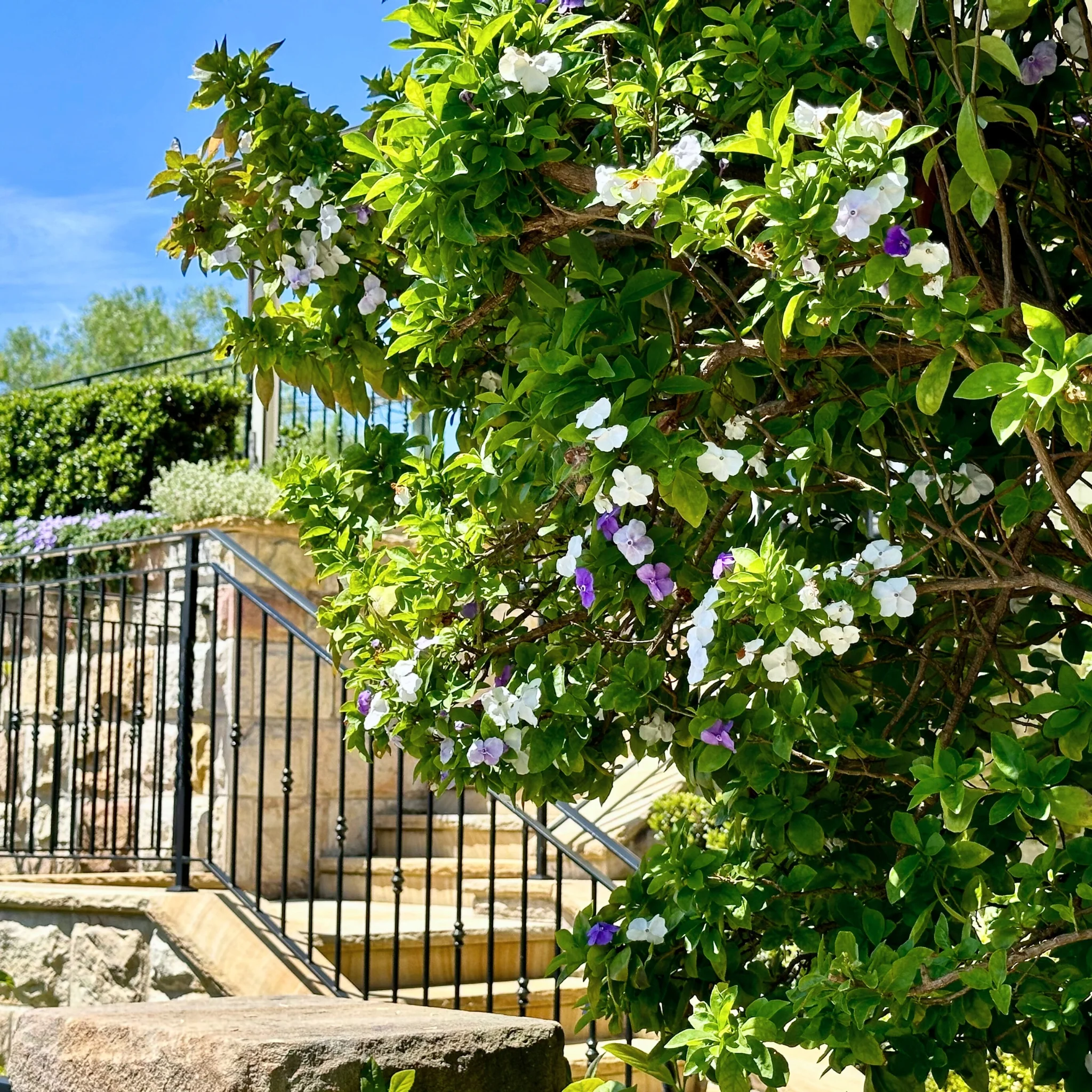 Yesterday, Today and Tomorrow - Brunfelsia latifolia