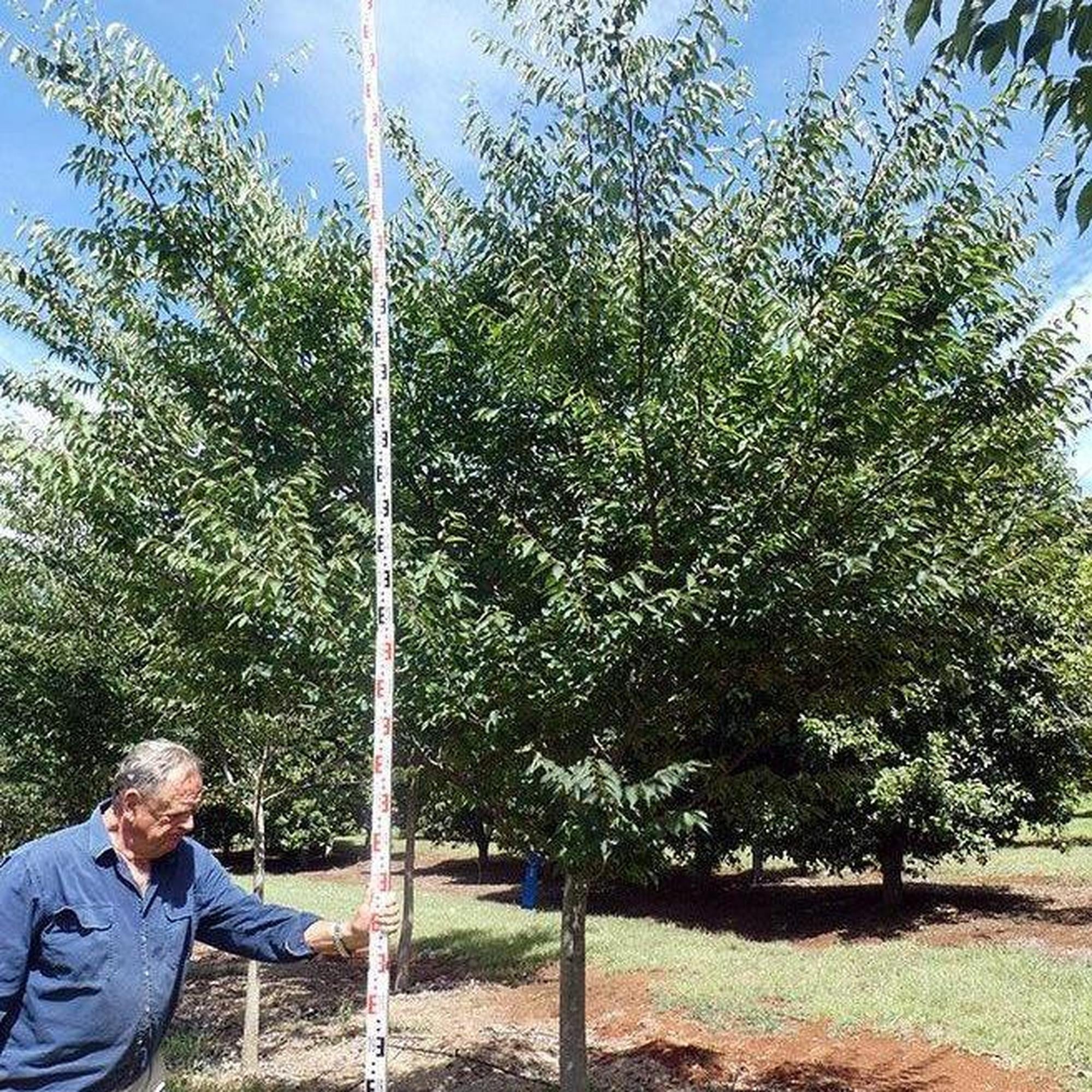 Zelkova serrata (Japanese Elm) - Ex Ground - Image 2